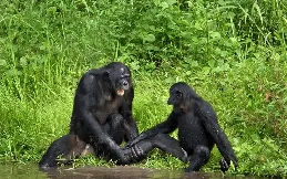 「一夫一妻制」在動物界相當罕見，人類為何奉行「一夫一妻制」？