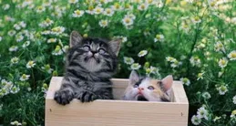 有哪些關於貓的好看的書？