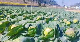 市山鎮：智慧大棚繪就致富「豐」 景