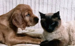 那一只貓，讓他在東歸長安之路上取到了「真經」