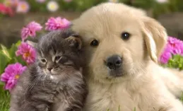 狗狗埋土消失時間全解析：3大關鍵因素你必知