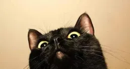 為什麽黑貓警長明明是一只奶牛貓，偏偏被叫做黑貓？