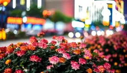 泰安長城路：萬株月季競芳菲 一路繁花入畫來