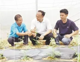 「寧陜香菇」的華麗蛻變