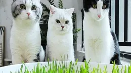 銀漸層多久能認主人？8周齡關鍵期全解析