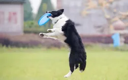 邊境牧羊犬：聰明伶俐的牧羊能手