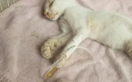 貓咪羊水破10小時不生？緊急處理指南！