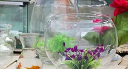 魚缸水渾濁是什麽原因怎麽解決？金魚缸的水渾濁怎麽辦？此法有效