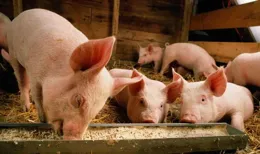 正邦科技：預計2025年整體生豬出欄量將超700萬頭