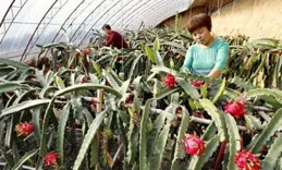 新華網 | 「舒蘭原生野山參」走進2025世界品牌莫幹山大會