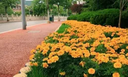 濟南CBD初夏限定！美麗月見草盛開，繪就城市浪漫畫卷