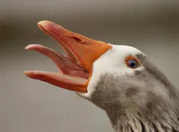 我想養鵝驅蛇，但是我極度怕吵，如何破壞鵝的聲帶？寵物店接受這種要求嗎？