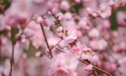 桃花別樣紅，桃花園裏的美