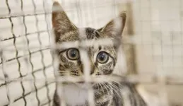 【如何成為一只貓】：禪修貓和我們的躁郁狂