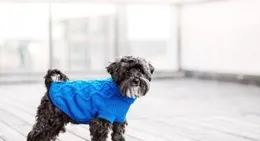 狗狗抗拒穿衣？5大特征+5步練習法+實用改善指南全揭秘