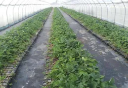 上海這個農業計畫為何引全國關註？國產種源逆襲戰正式打響