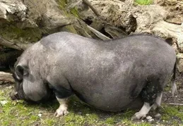 真的有不會長大的豬豬嗎？