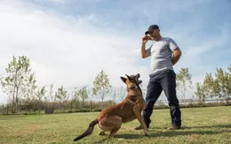 不是狗太笨，是你沒懂它！這幾種犬種天生「反應慢」，養前先了解