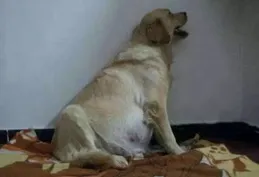 狗肚子脹大緊急處理指南：5大病因與家庭緩解方法