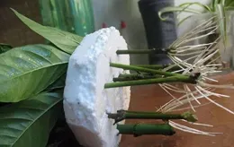 露天養花，有機肥泡水，用肥水澆花，價效比很高，還不燒根！