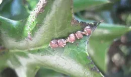 園林植物煤汙病防治，噴殺菌劑沒效果？不妨試試這幾招！