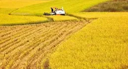 湖南油菜畝產創新高 首次突破270公斤！