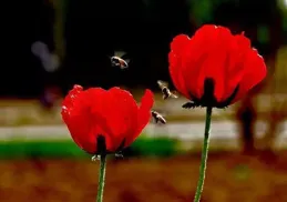 五月繁花心上過