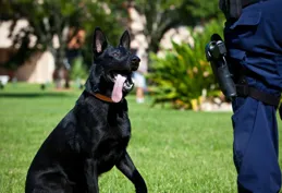 黑貝VS德牧：誰才是終極工作犬？