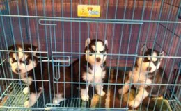 請問經歷過的朋友:網購寵物狗靠譜嗎?