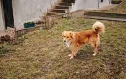 金毛串串外形解析：5大特征全揭秘！