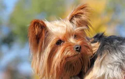 約克夏的智商如何？從亂尿到會按鈴，教你解鎖約克夏隱藏技能