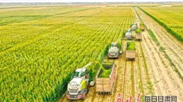 中國糧食安全的種業根基與全球協作！