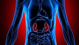 人體在一個時間段內能吸收的蛋白質是否擁有上限？