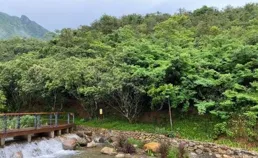 踏山尋野趣，摘果釀清甜！2025煙台巋山山徑賽喊你來摘桑葚