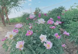 10萬株芍藥進入始花期，平谷賞花正當時