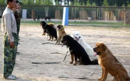 蒙古獒與藏獒區別全解析：性格用途大揭秘
