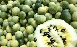 西瓜甜瓜每天狂賣300噸 「一人食」精品瓜成新寵