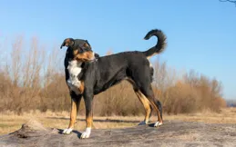 賽古奧獵犬優缺點全解析：忠誠還是高維護？