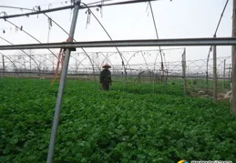 長勢喜人！黃陵蔬菜種植基地大棚蔬菜郁郁蔥蔥