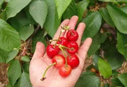 麥積區渭南鎮：套袋護果提質效櫻桃迎來「甜蜜豐收季」