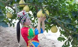 開放古樹認養，名額迅速搶光