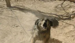 中國近年因狂犬病死亡兩百人左右，且狗傷人事例不計其數，為什麽不立法禁止養狗？