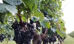 萊西市院上鎮立足葡萄產業 「串」起鄉村振興產業鏈