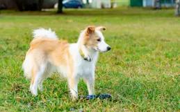 金邊VS邊牧：顏值與智商雙拼，到底誰更適合你當「毛孩子」？