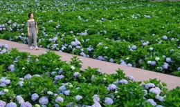 蔡大禮最新作品丨020藝術觀察