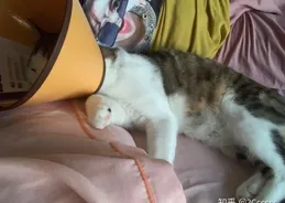 貓咪絕育的最佳年齡及註意事項