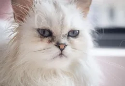 波斯貓黑下巴吃什麽貓糧？有什麽不油膩貓糧，推薦優質品牌