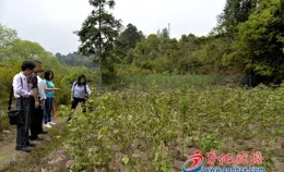 長汀縣林業局舉辦林下中草藥（茯神）種植實用技術培訓班