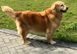 網友公認的「3大溫順」狗狗，對人友好不咬人，城市養不翻車