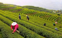 吉首：開通「采茶車」接送采茶工搶摘春茶助增收